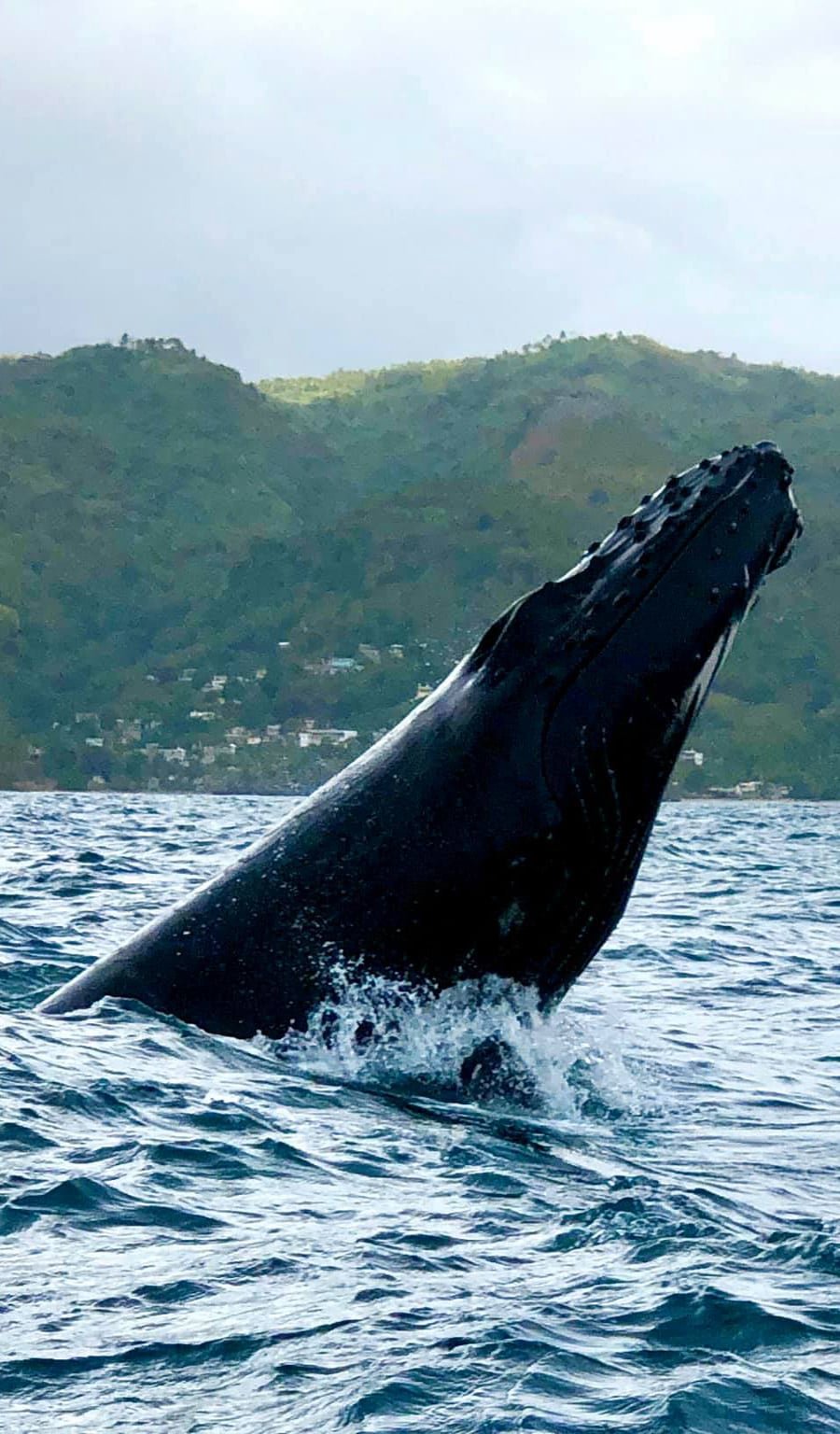 Whale Watching Tour from Samana port.
